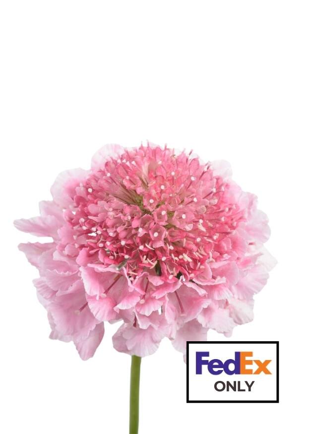 Marshmellow Scoop™ Scabiosa