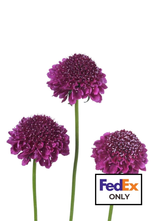Dark Purple Focal Scoop™ Scabiosa