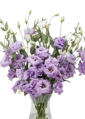 Lisianthus ABC 2 Lavender