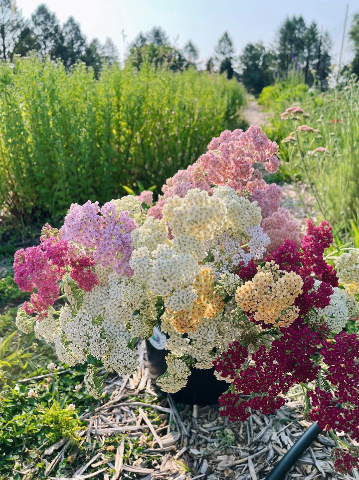 Yarrow Summer Berries