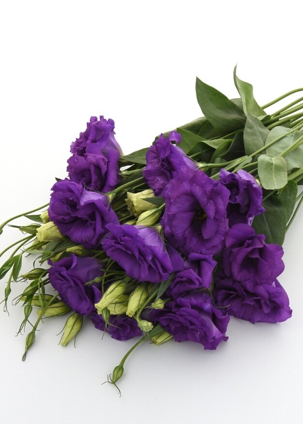 Lisianthus ABC 2 Blue