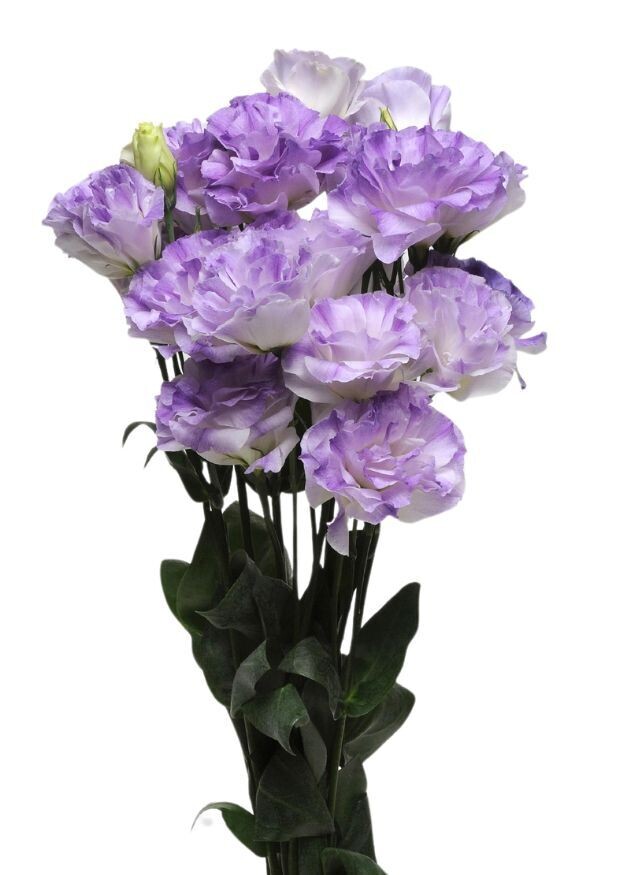 Lisianthus ABC 1 Misty Blue