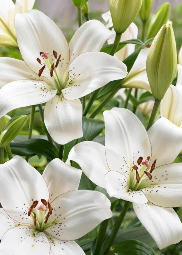 EYELINER - LA Hybrid Lily