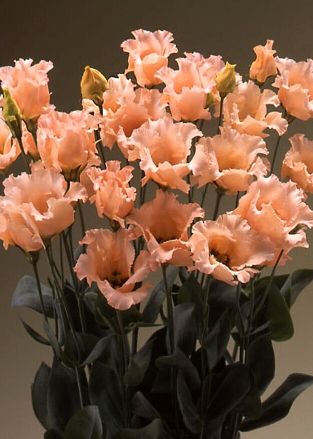 Lisianthus Falda 2 Light Apricot