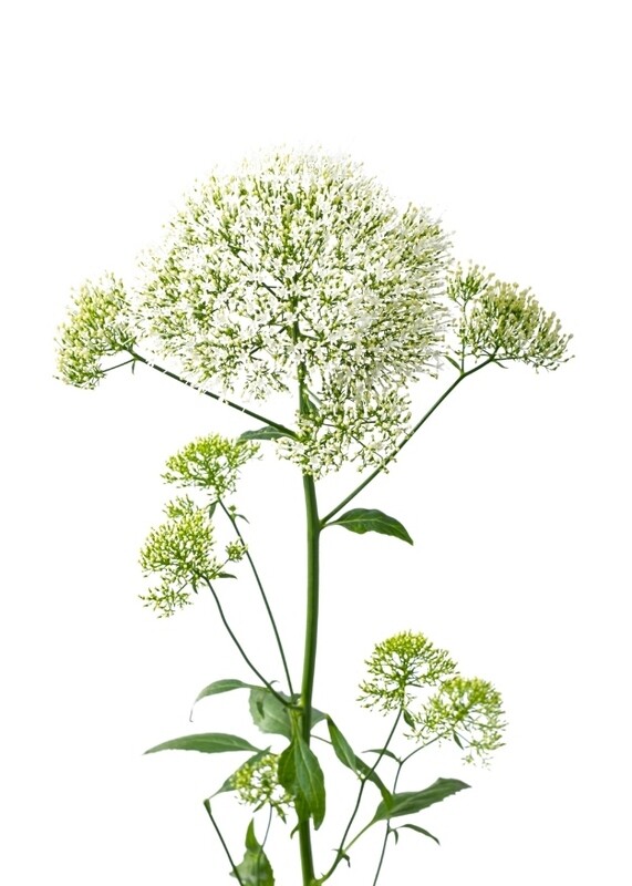 Trachelium Lake Michigan White