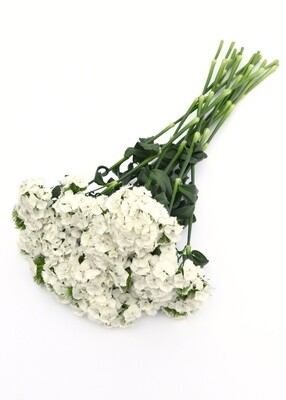 Dianthus Sweet White