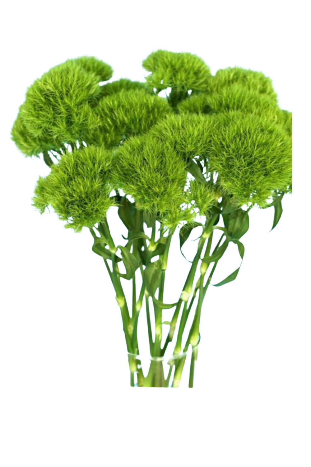 Green Ball Dianthus