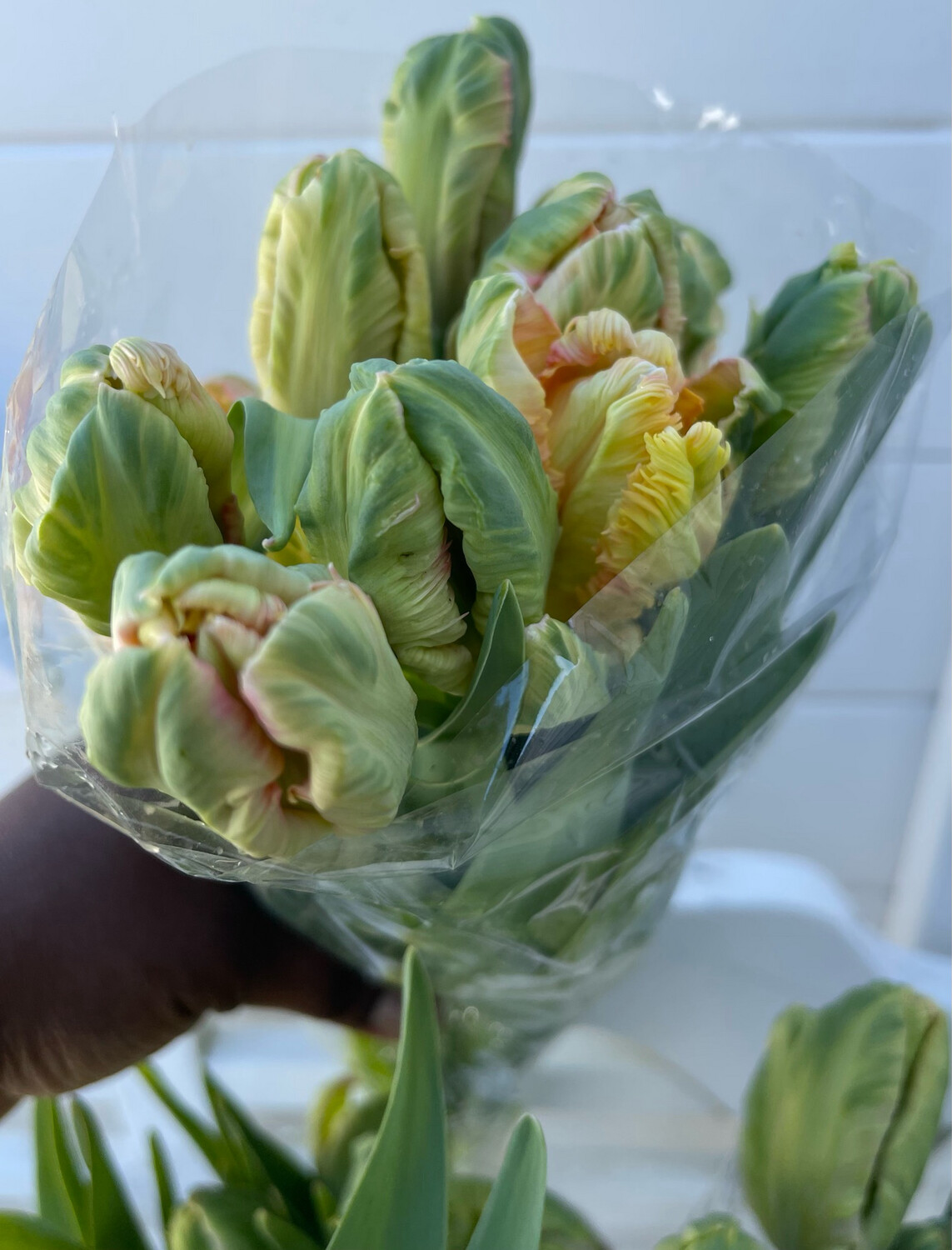 Apricot pink Parrot Tulips