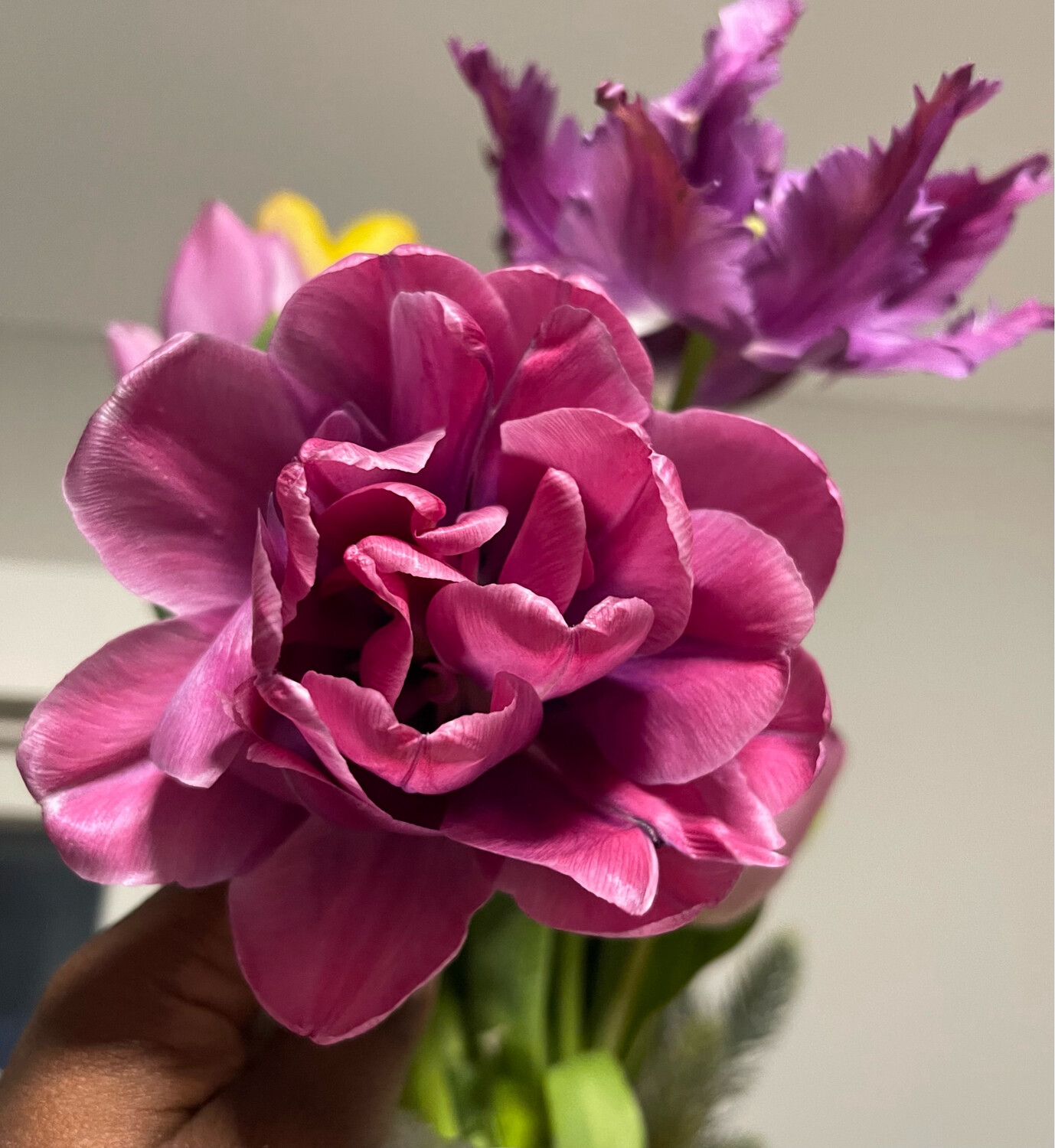 Peony Tulip Vogue