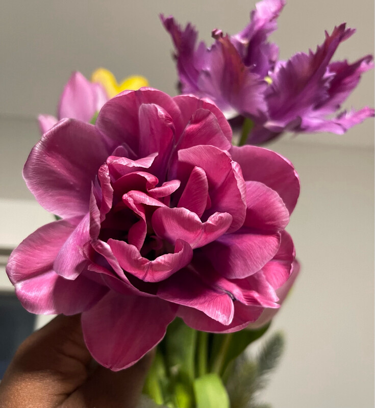 Peony Tulip Vogue