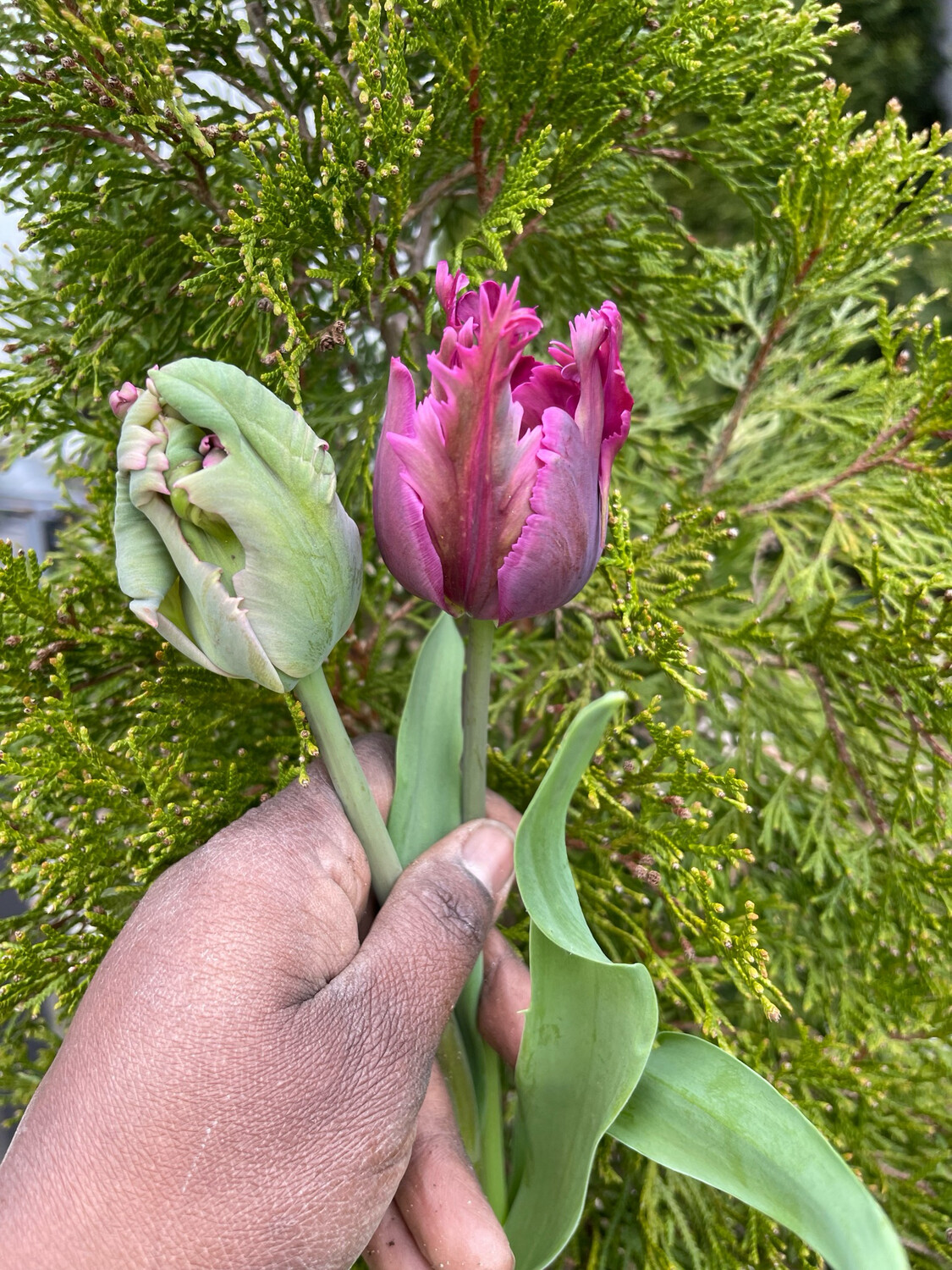 Apricot pink Parrot Tulips