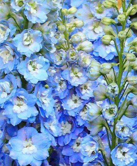 Delphinium Magic Fountain Blue Sky White
