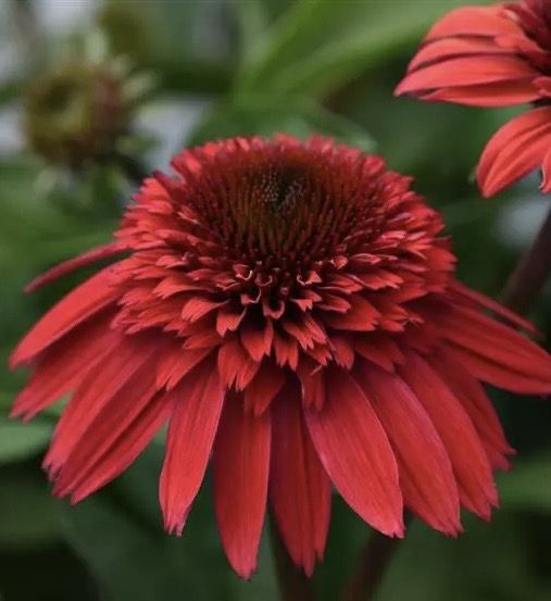 Echinacea Double Scoop Strawberry Deluxe
