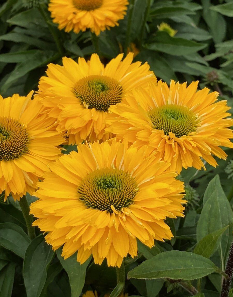 Echinacea Sunseekers Golden Sun