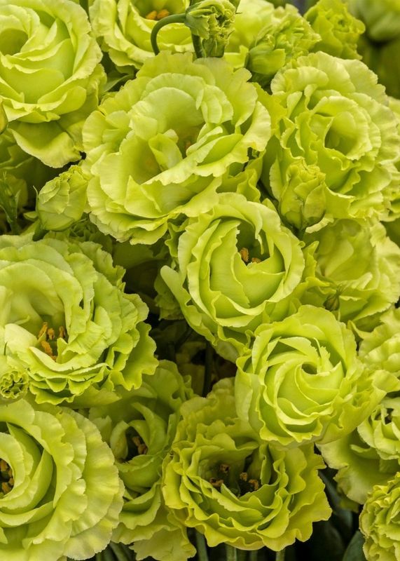 Lisianthus Rosanne  2 Green