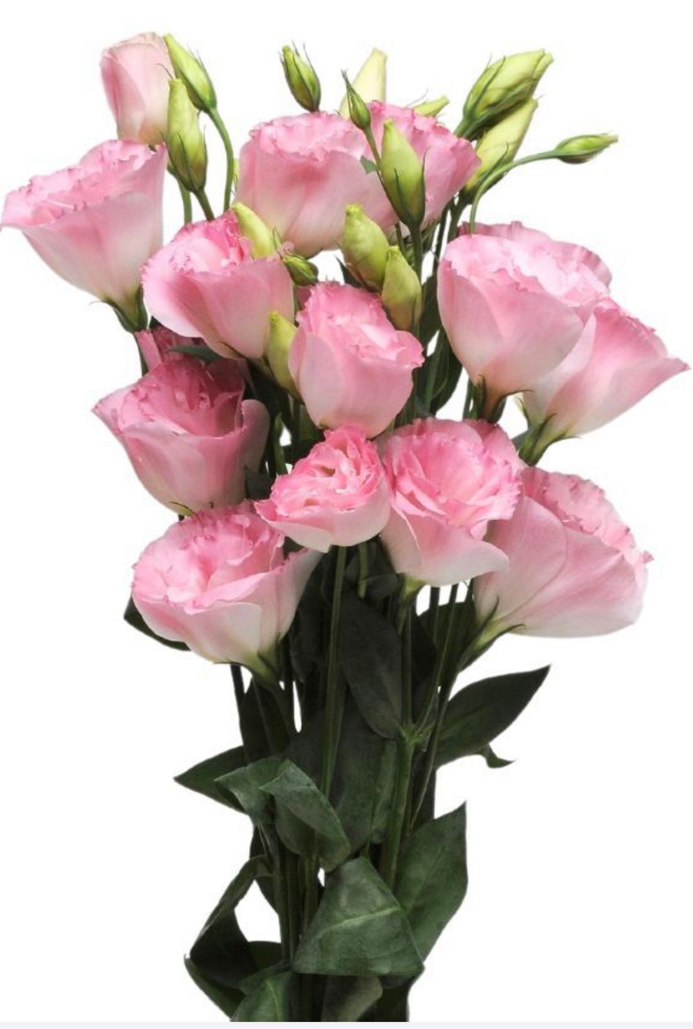 Lisianthus Misty pink