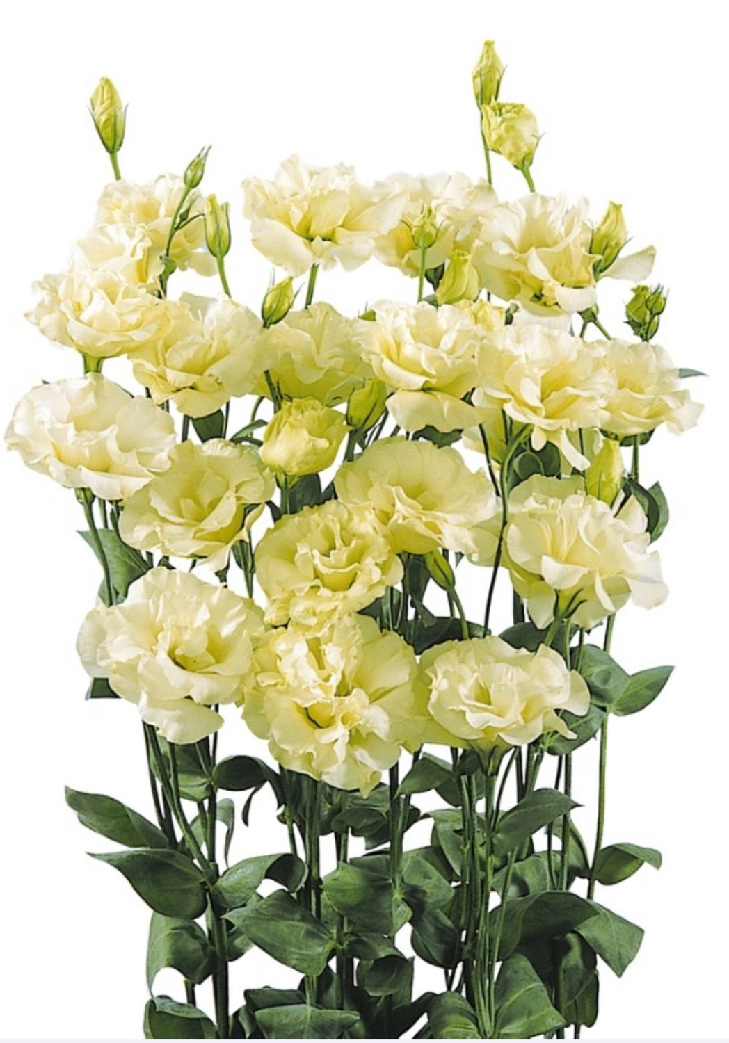 Lisianthus Abc 2 Yellow