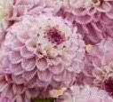 Dahlia Genova