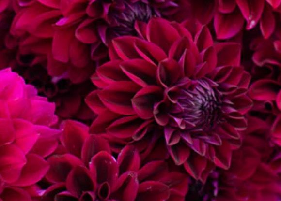 Dahlia Diva