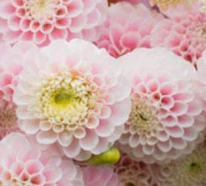 Dahlia Wizard Of Us
