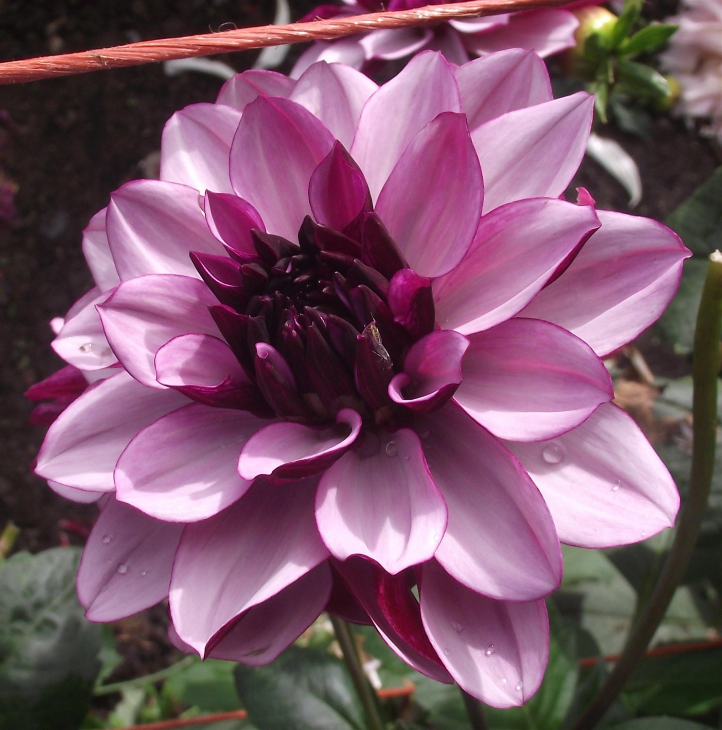 Dahlia Creme De Cassis