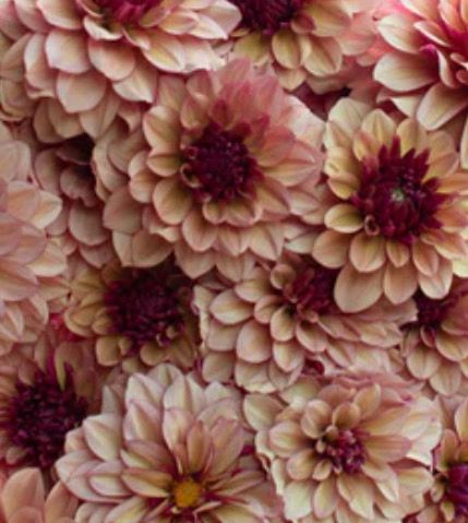 Dahlia Creme De Conac