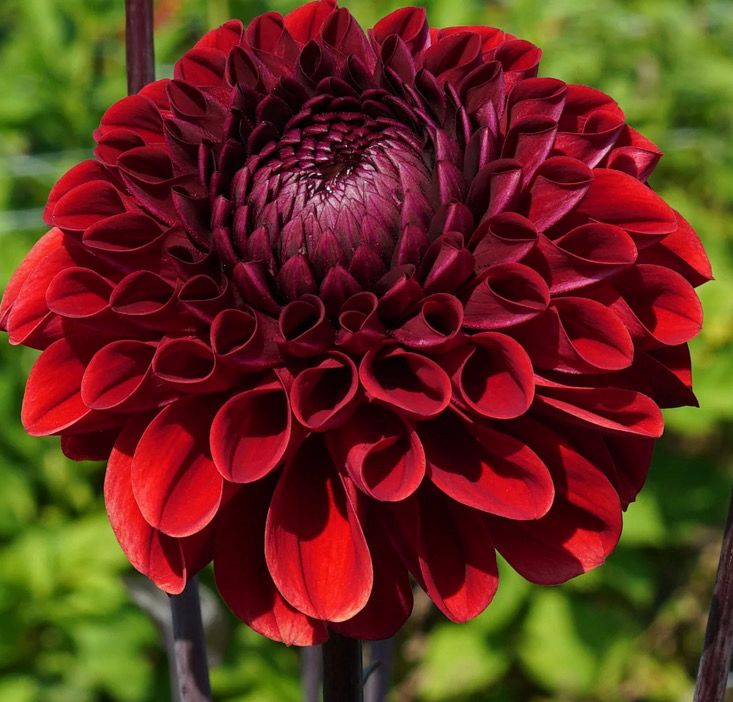 Dahlia Baccara