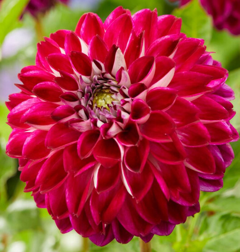 Dahlia Embassy