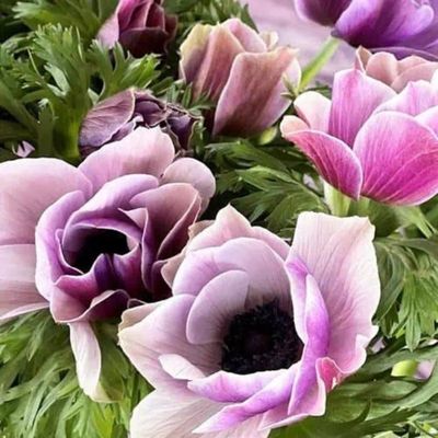 Spring Bulbs &amp; Corms
