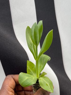 Specialty Flower Plugs 2026