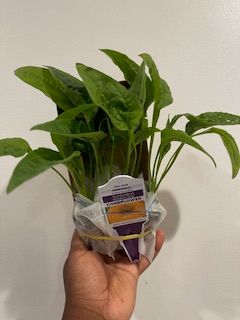 Specialty Flower Plugs 2026