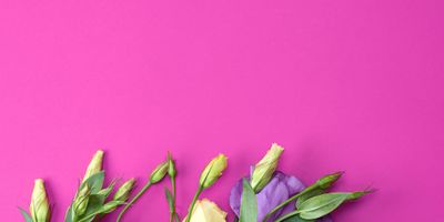 Week 11 &amp; 12 2026