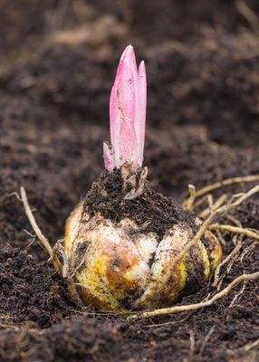 Lily Bulbs