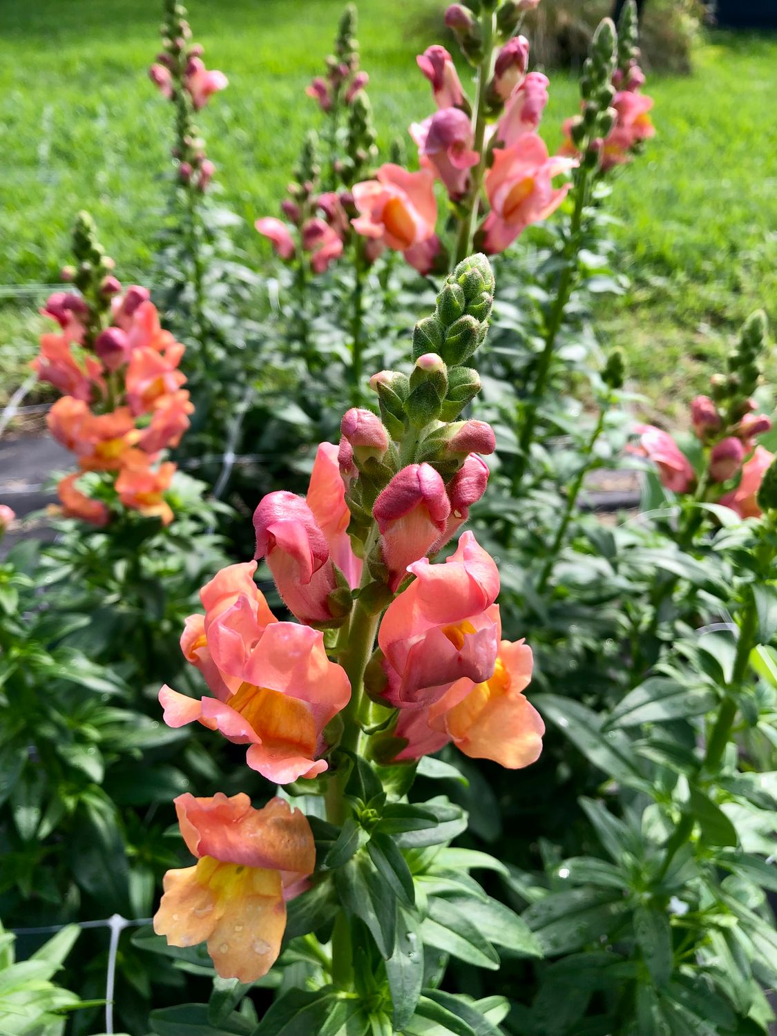BRONZE ROCKET SNAPDRAGONS