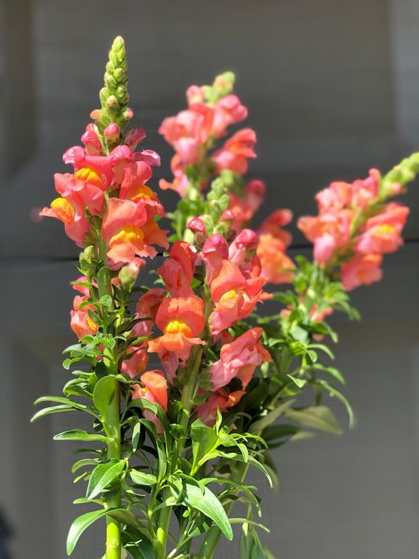 BRONZE ROCKET SNAPDRAGONS
