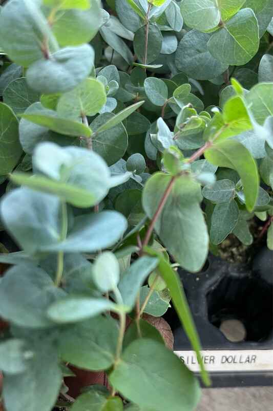 Eucalyptus Silver Dollar