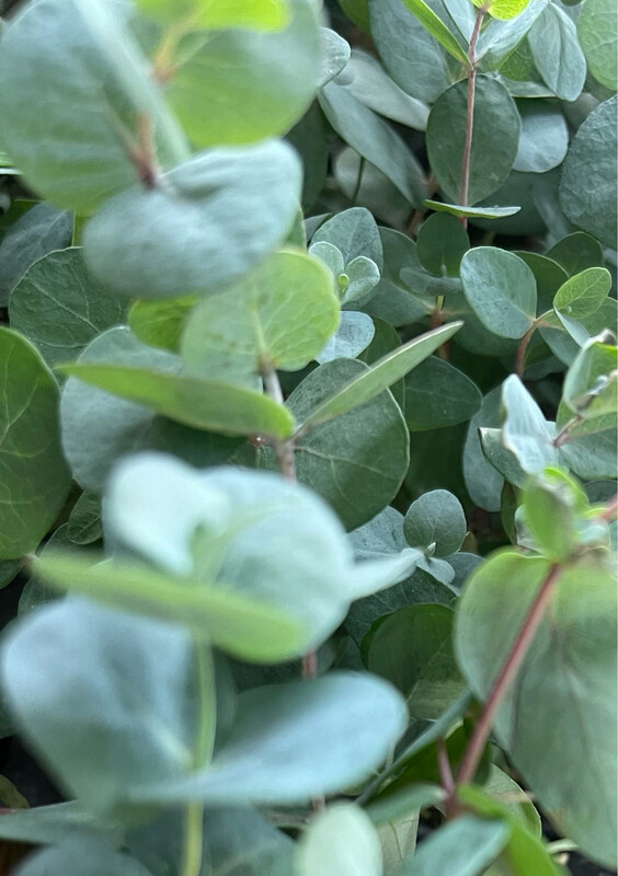 Eucalyptus Silver Dollar