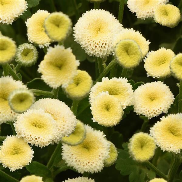Feverfew -Vegmo  Snowball Extra ( Matricaria)