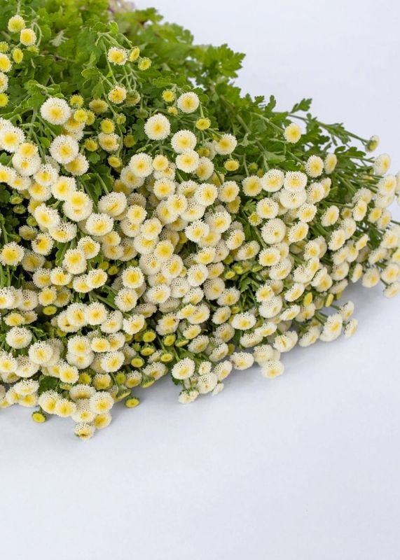 Feverfew -Vegmo  Snowball Extra ( Matricaria)