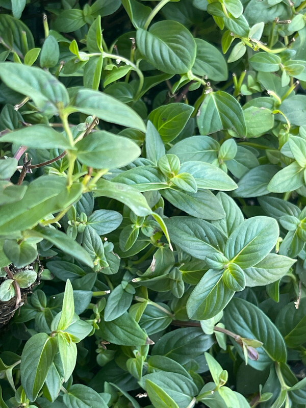 Mountain Mint
