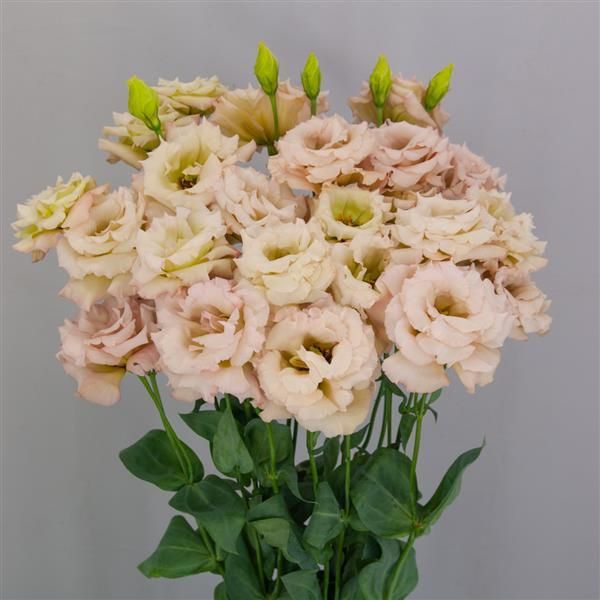 Lisianthus Celeb Neo Beige