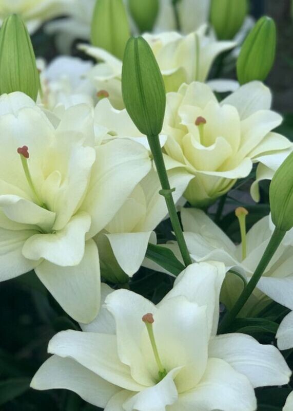 BELVEDERE - DOUBLE LA Hybrid Lilly