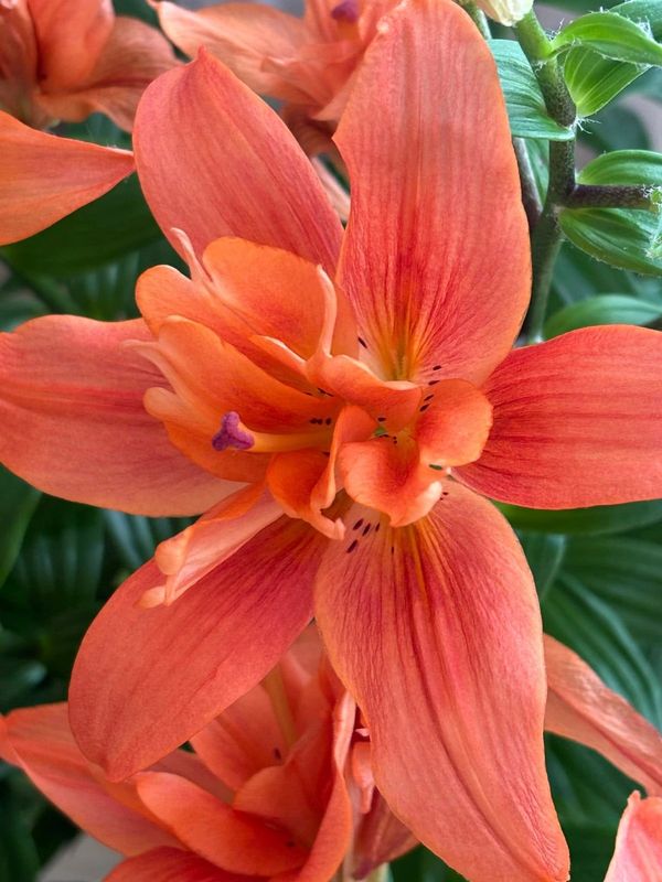 LILY Butterfly Tropic