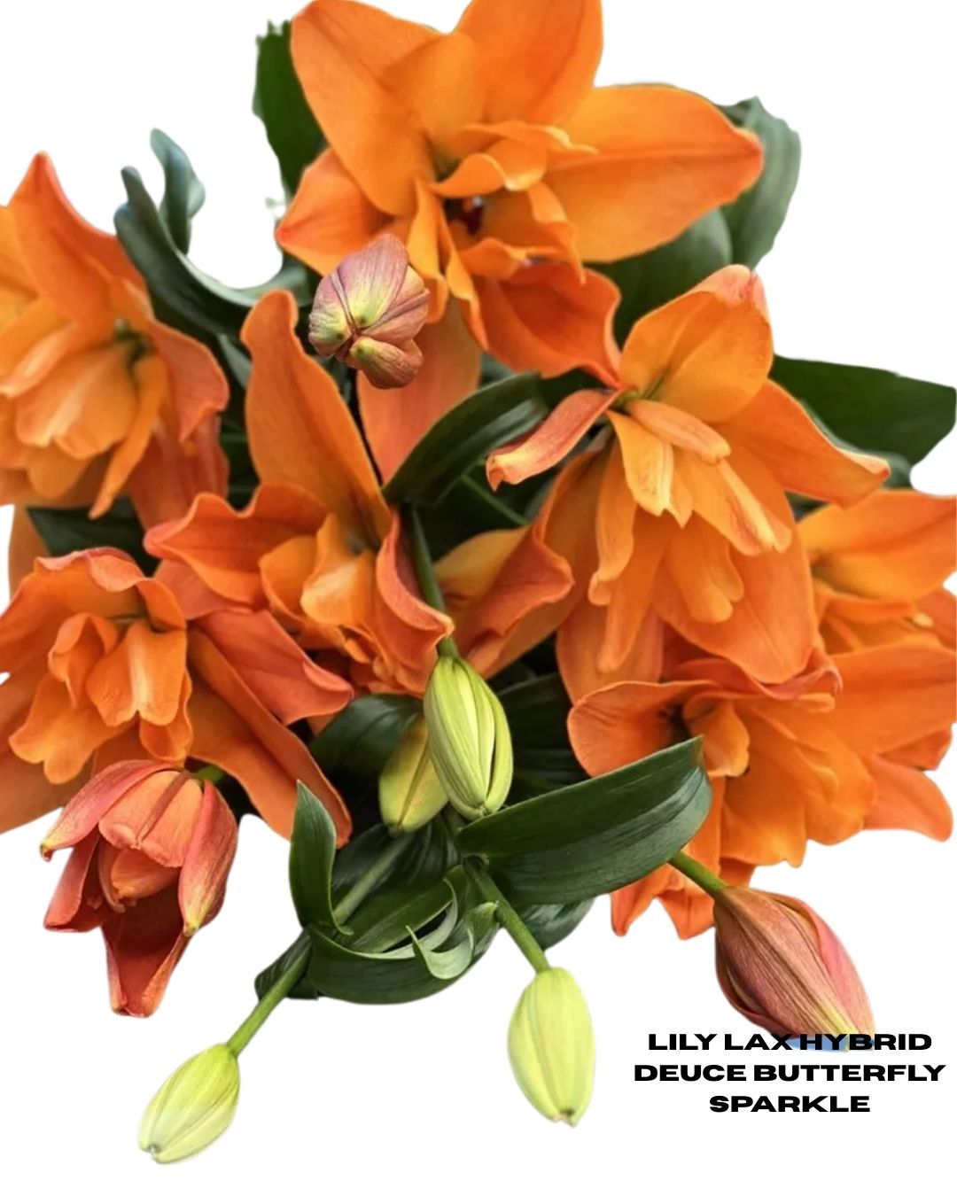 Lily Butterfly Sparkle Deuce