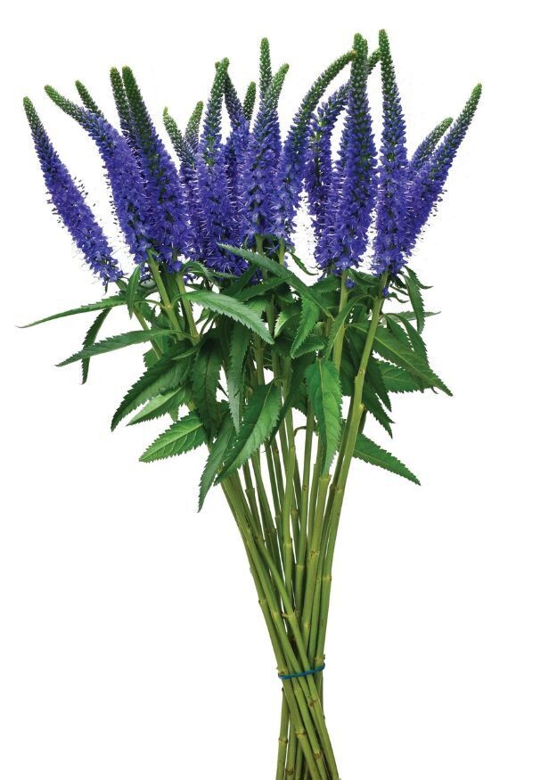 Skyler™ Blue Veronica