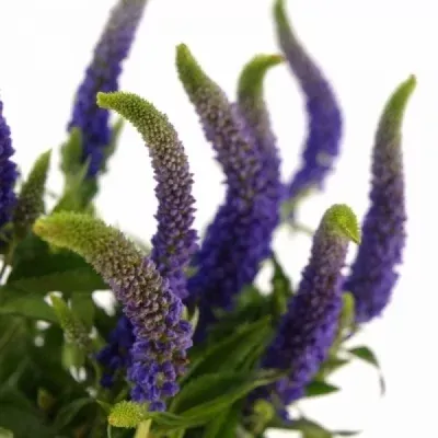 Skyler™ Blue Veronica