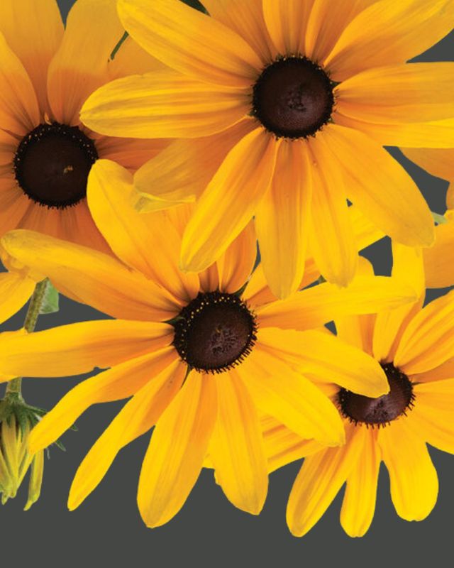 Rudbeckia Indian Summer