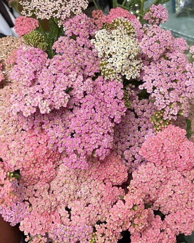 Yarrow Summer Berries