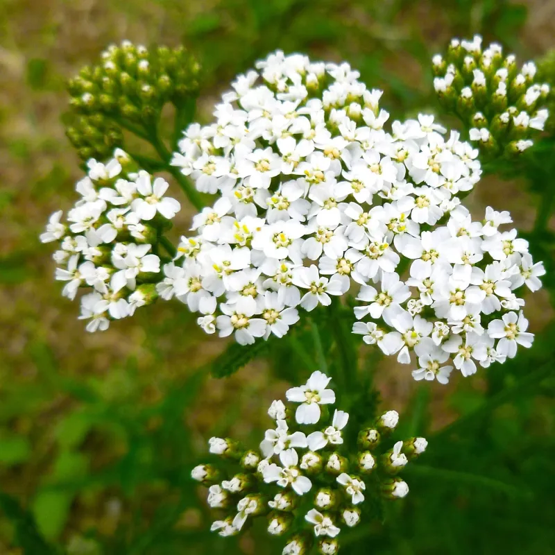 Yarrow New Vintage White (Achillea)