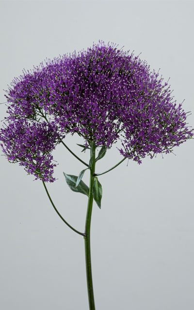 Trachelium Lake Forest PurpleS